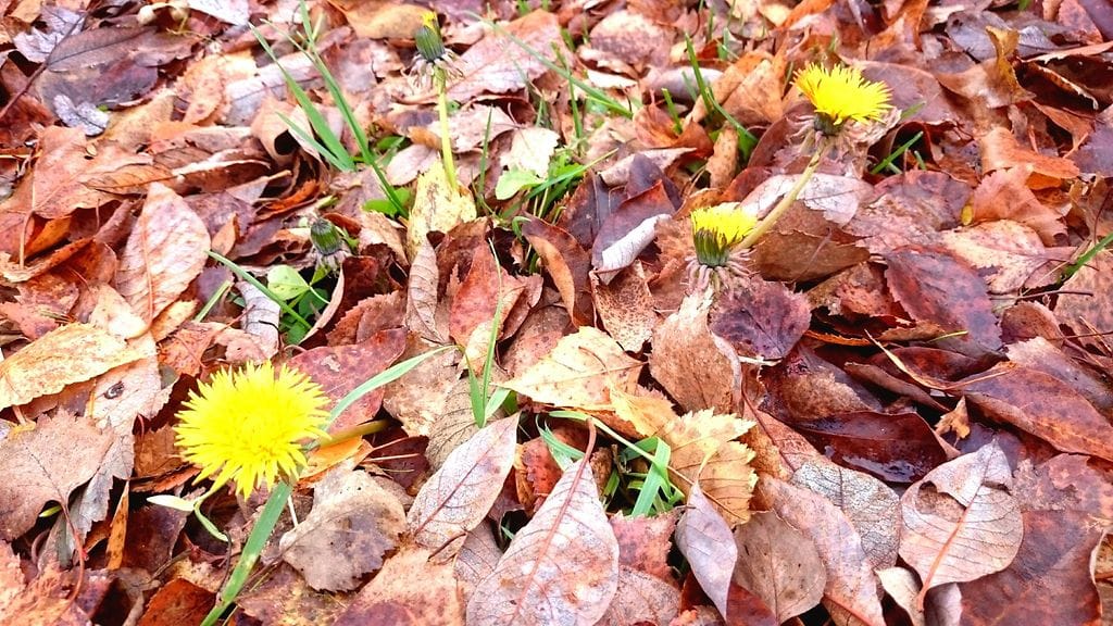 Voikukkia Tammelassa 3. marraskuuta 2015. Kuva: Jarkko Lindholm