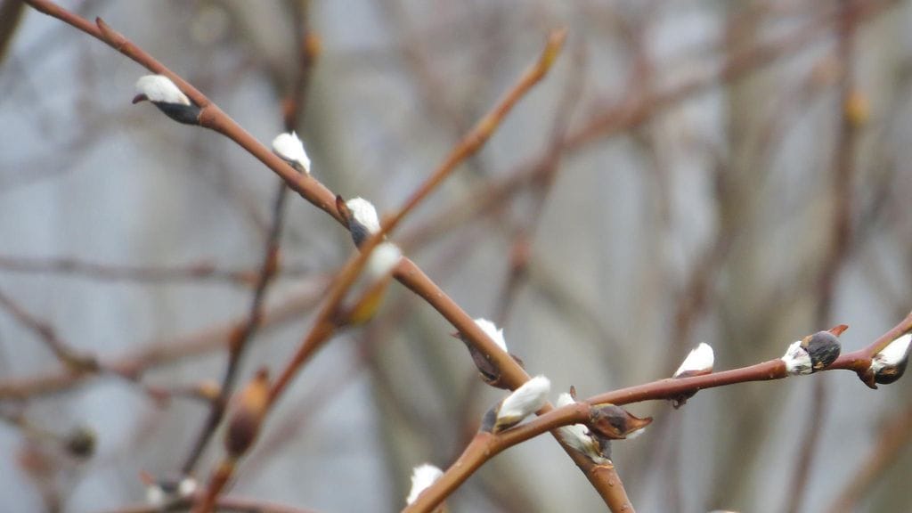 Marraskuisia pajunkissoja 2015. Kuva: Hilkka Tikka, Lahti