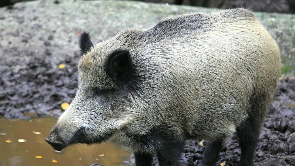Lämpimät talvet tekevät Suomesta suotuisan asuinpaikan villisialle. Se onkin yksi syy villisikakannan kasvuun.