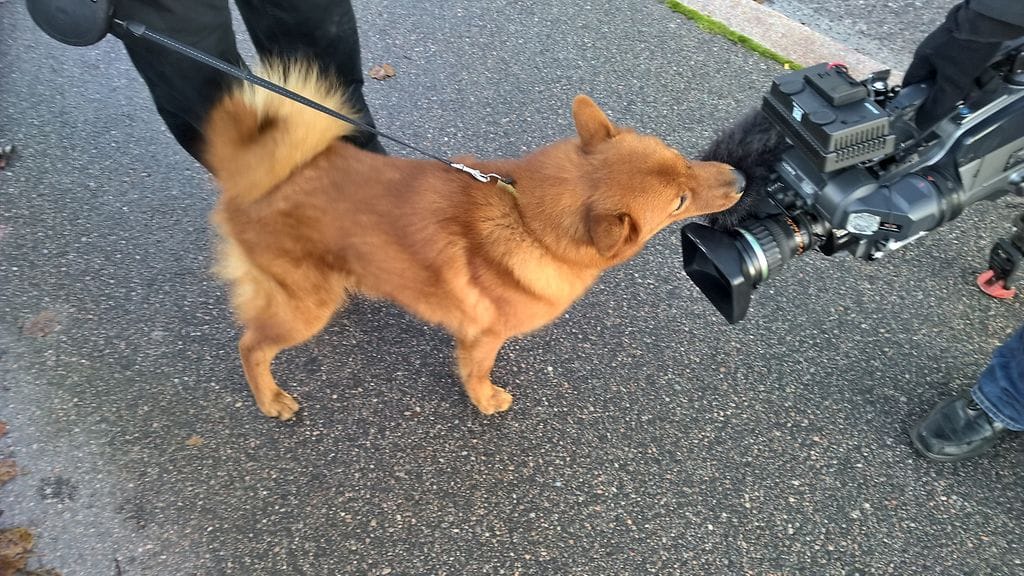 suomenpystykorva juju