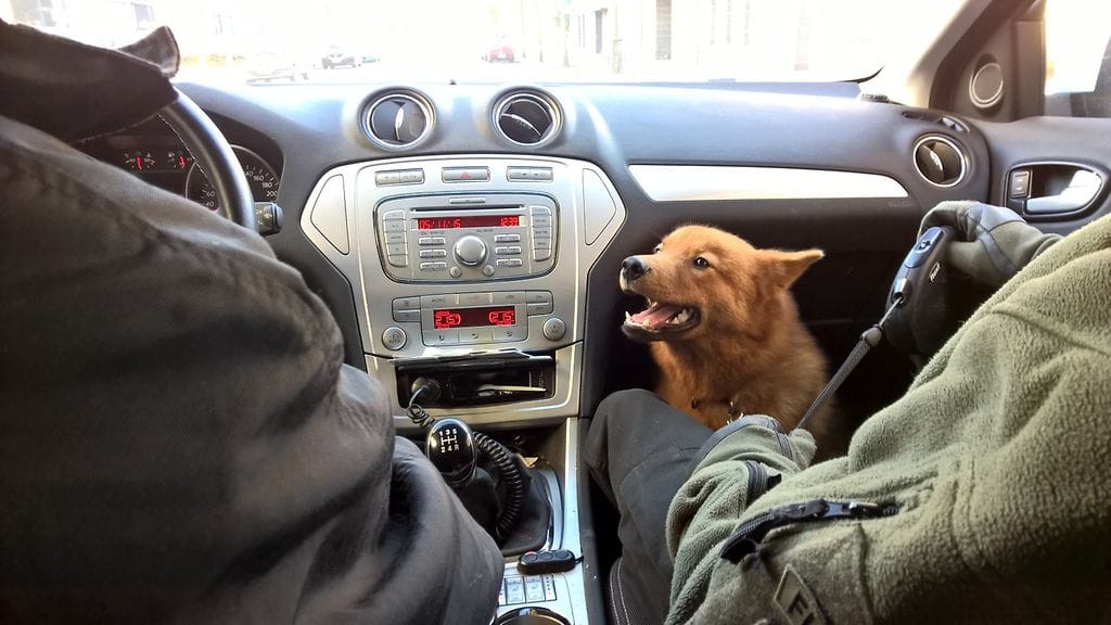 suomenpystykorva juju (1)