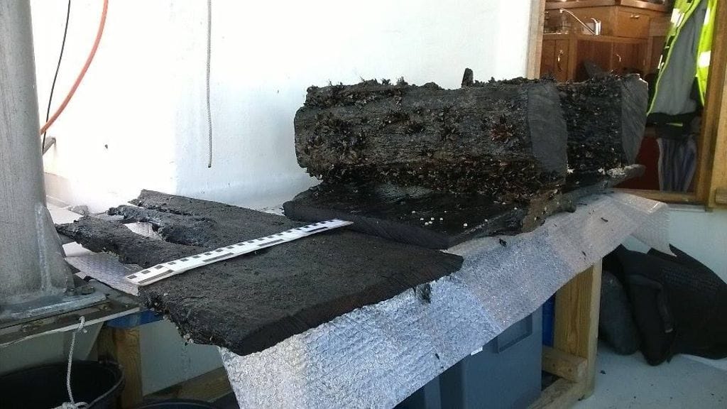 jussaro-dendronaytteet