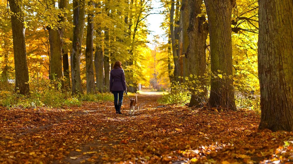 Syksyllä metsässä