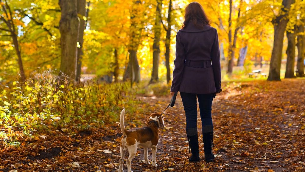 Syksyllä metsässä (2)