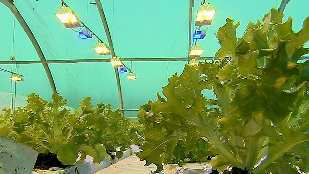 Turkulaiseen Lindrothin Puutarhan kasvihuoneeseen asennettiin vuosi sitten noin 50 sinistä LED-valoa. Tulokset on huomattu saman tien. - Taimien venyminen on vähentynyt ja sitä kautta on saatu vahvemmat taimet, sanoo yrittäjä Hannu Lindroth.