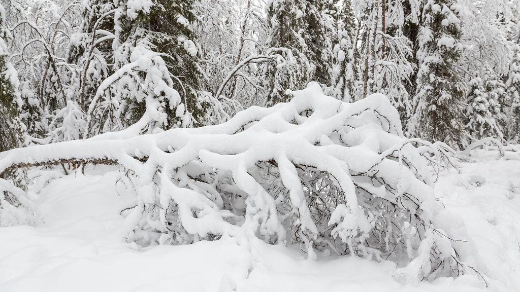 Lunta Pelkosenniemellä 11. marraskuuta 2015. Kuva: Anne Talvensaari