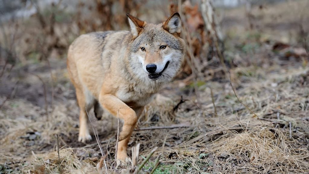 Poliisin mukaan susi uhkasi alueen turvallisuutta, joten epäonnistuneiden karkotusyritysten jälkeen se päätettiin lopettaa. Kuvituskuva.