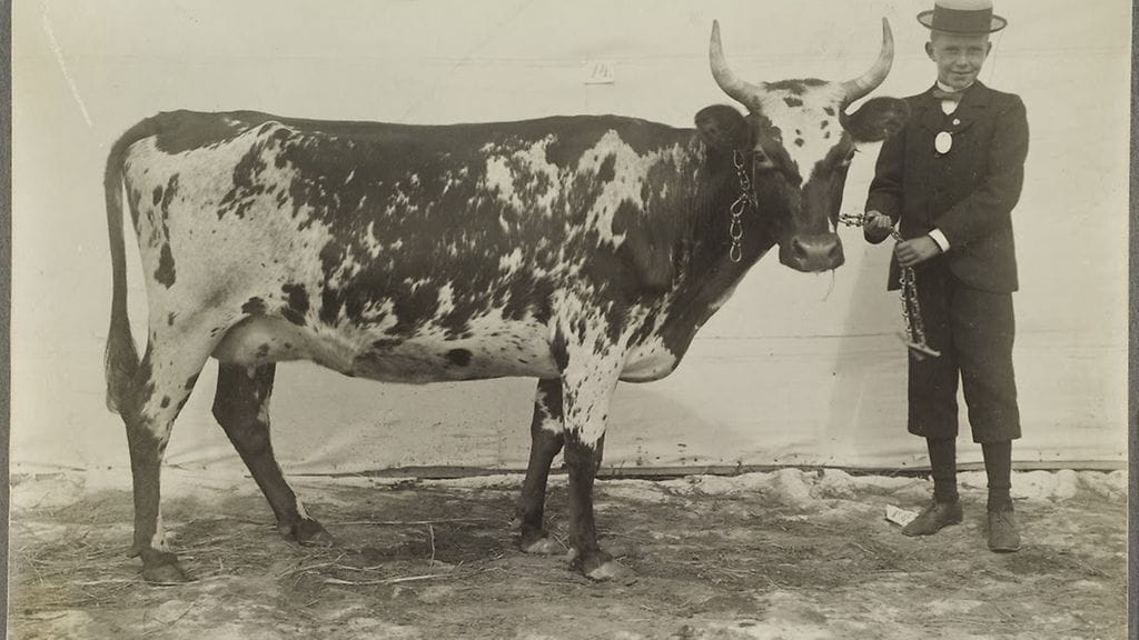 I.K. Inhan lehmäkuva