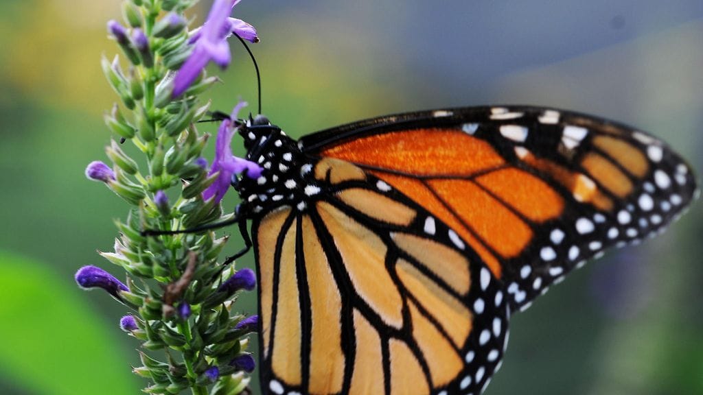 Monarkkiperhoset lisättiin viime vuonna kansainvälisen luonnonsuojeluliiton (IUCN) uhanalaisten lajien listalle.
