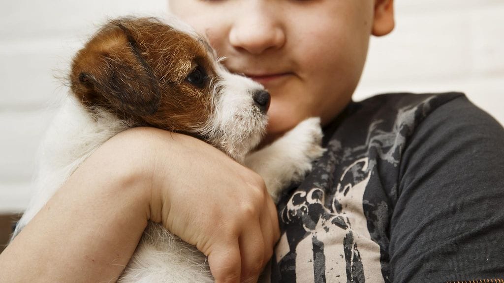 Koiraperheet iloitsevat tuoreen tutkimuksen tuloksista.