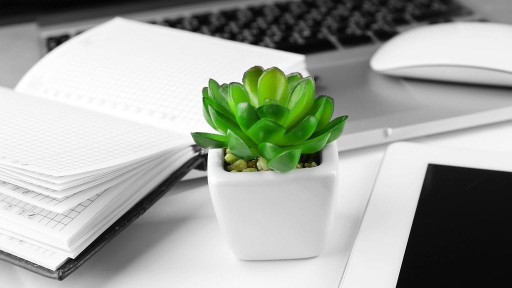 Huonekasvit ovat helppo keino lisätä toimiston viihtyvyyttä.