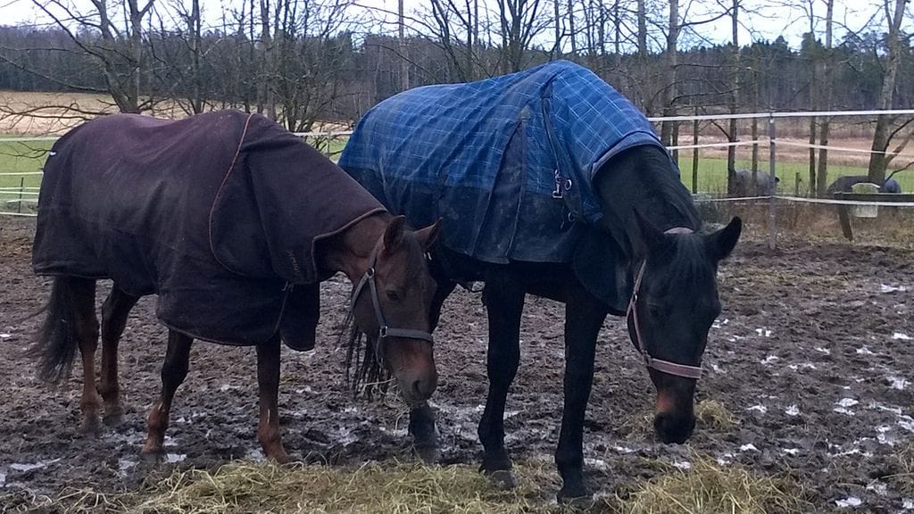 Hevosenlannalle kehitetään erilaisia käyttötapoja. Perinteisen kompostoinnin rinnalle halutaan polttoa ja biokaasutusta.