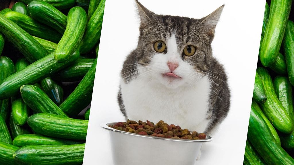 Pelkäävätkö kissat todella kurkkuja?