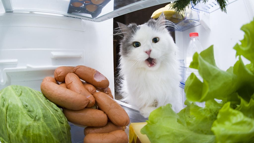 Asiantuntijat varoittelevat ihmisiä pelottemasta kissojaan kurkulla. Taustalla on #CatsVsCucumber -haaste.