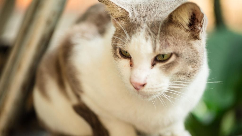 Kitty-kissa oli ensin kuollut kissa, sitten kuollut kissa olikin jonkun toisen kissa – ja sitten kuollut kissa olikin jänis. Kuvituskuva.