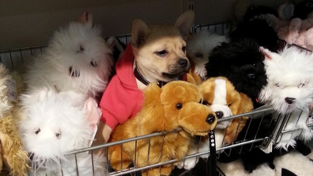 Maire poseeraa pehmolelukasassa.