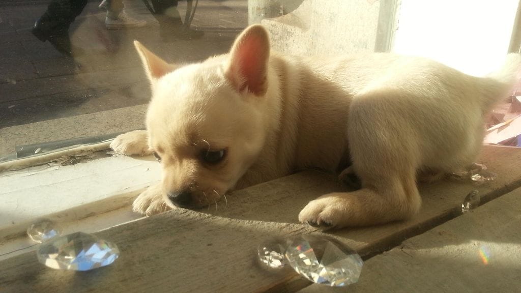 Elli Haloo Arten näyteikkunassa