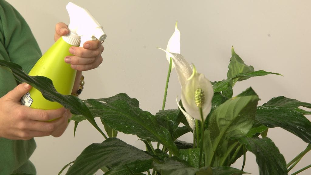 Merileväuutetta voidaan sekoittaa joko kasteluveteen tai sillä voidaan sumuttaa kasvin lehtiä.