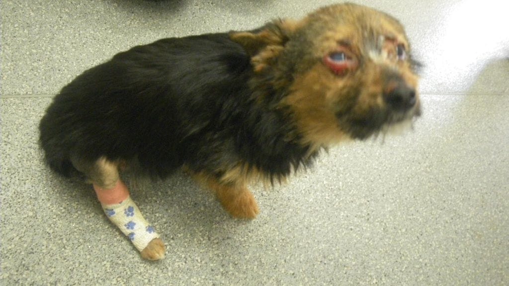 Chunky tuotiin pahasti pahoinpideltynä.