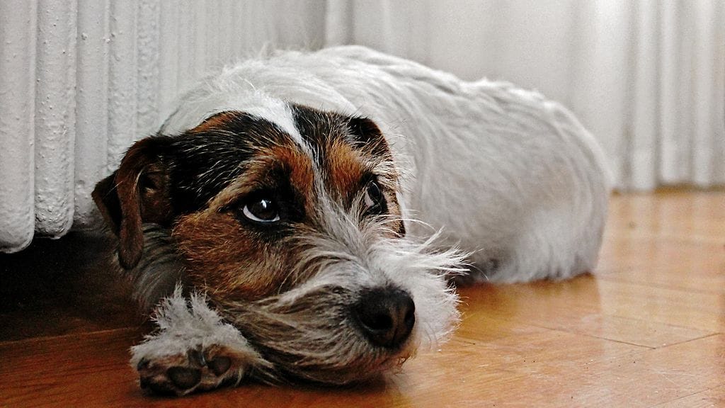 Tajuaako koira tehneensä jotakin pahaa ja narahtaneensa?