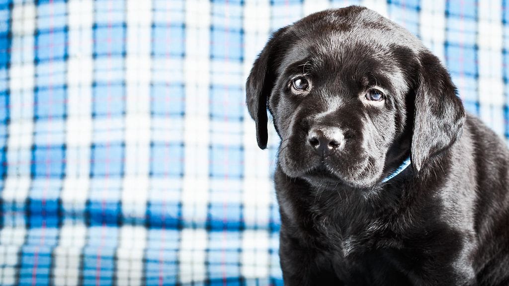 Kysyimme lukijoiltamme, ovatko heidän lemmikkinsä ihmismäisiä.
