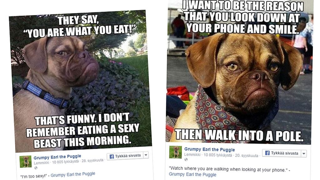 Kuvakaappaus Grumpy Earl the Puggle -Facebook-sivulta.