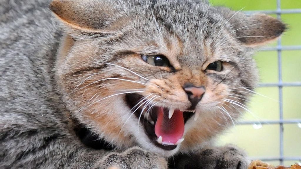 Kuvan villikissa kuvattuna saksalaisessa eläinhoitolassa vuonna 2009. Kissa päästettiin takaisin luontoon.