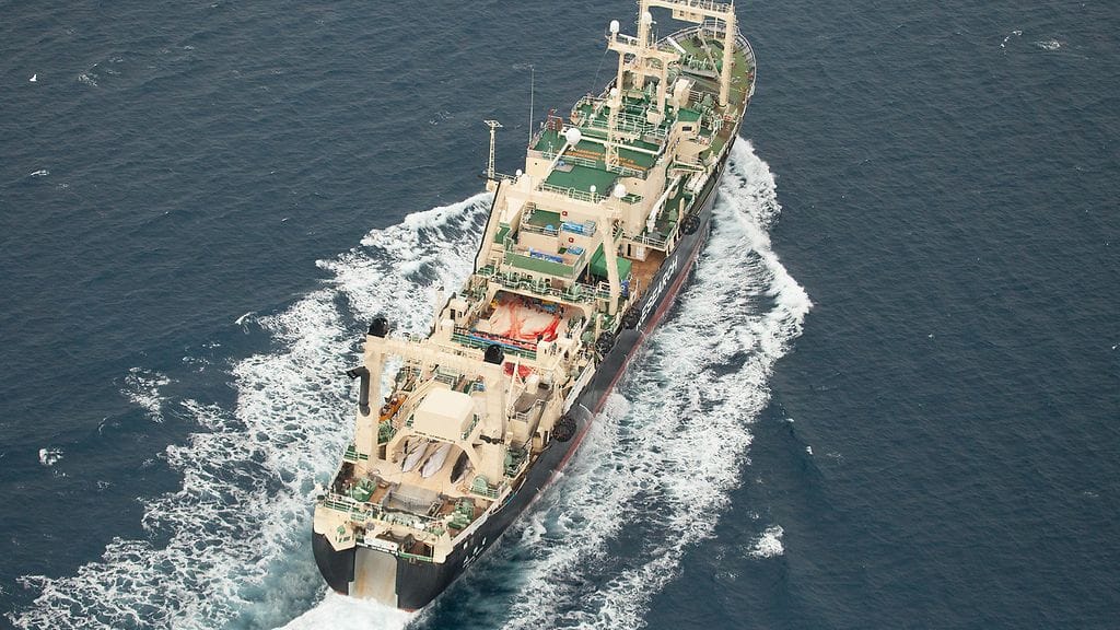 Sea Sheperdin luovuttamaa kuvaa japanilaisesta valaanpyyntialuksesta Nisshin Marusta 7.1.2013.