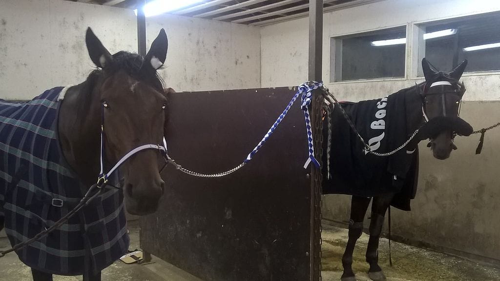 Mari Kolkkisen valmennustallin tähdet Big Muscles ja Ganador kilpailevat tänään Tampereen Toto5-kierroksen neljännessä kohteessa.