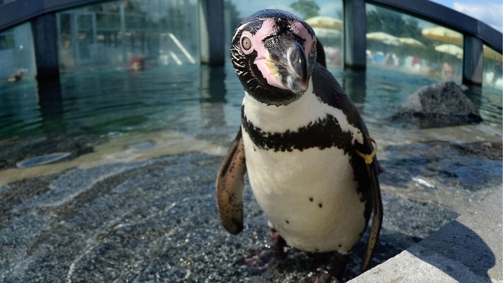 Dortmundin eläintarhasta on kadonnut kolme Perunpingviiniä, joista yksi löytyi myöhemmin kuolleena. Kuvituskuva Perunpingviinistä Spreewaldin vesipuistosta Saksassa.