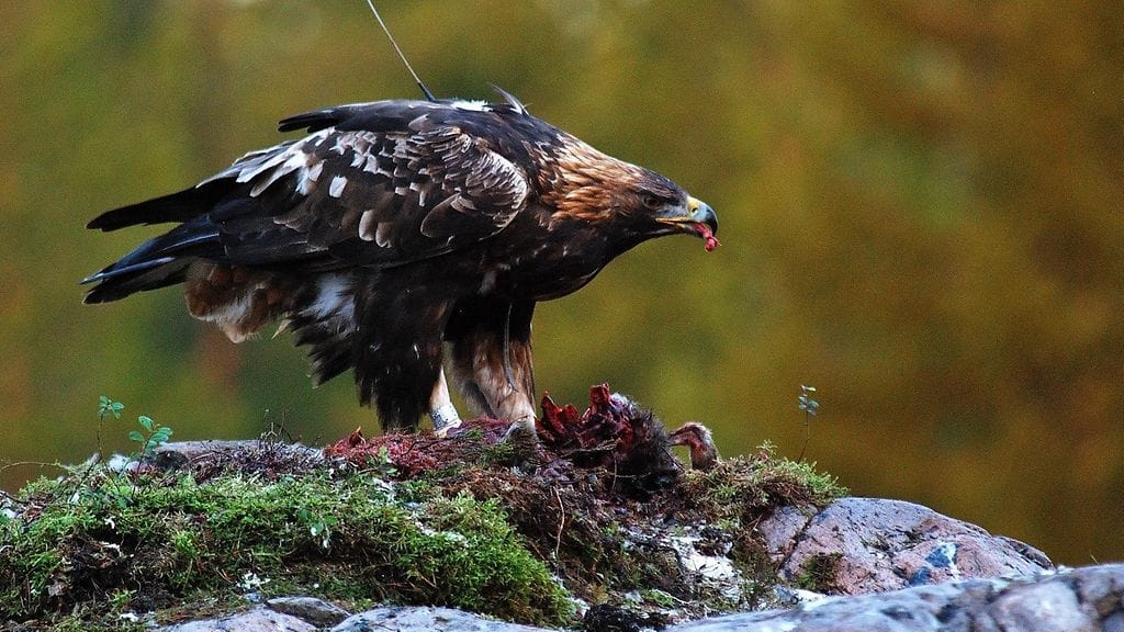 Lukija Veijo Toivoniemen ikuistama kuva maakotkasta.