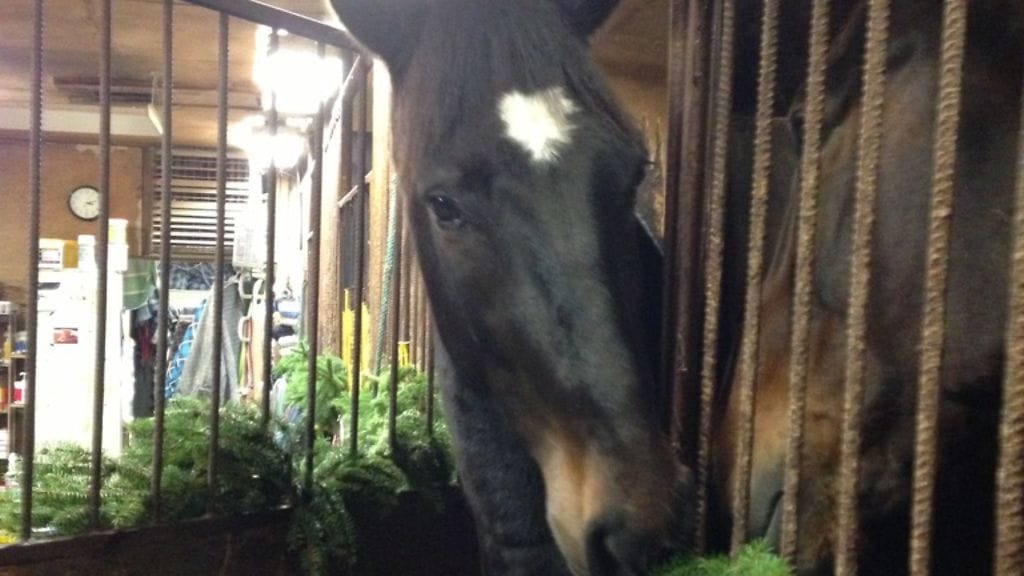 Kouvolan Toto4-kierroksen avauskohteessa starttaa 4-vuotias Rowhill’s Boss (kuvassa).