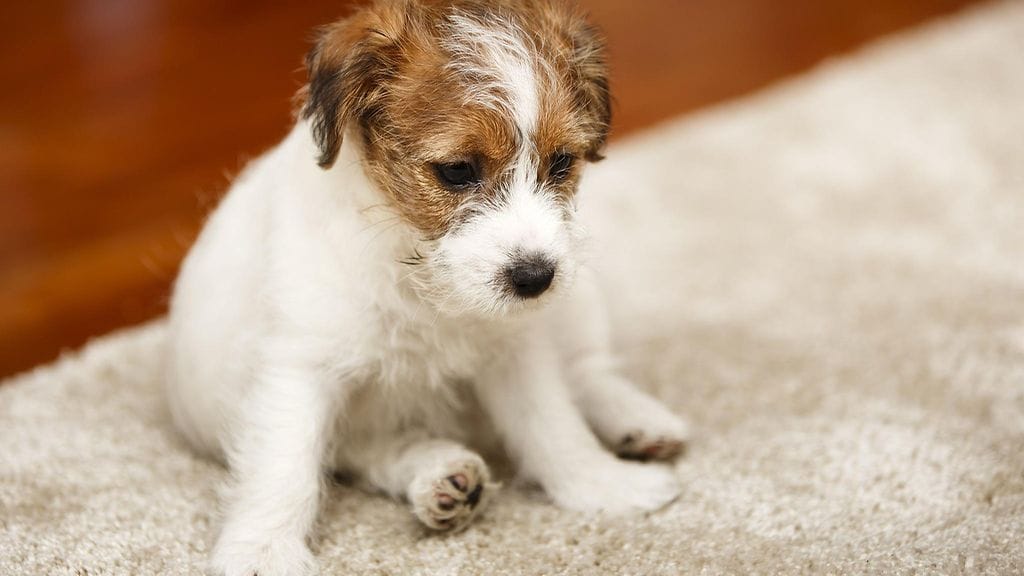 Kuvan jackrusselinterrieri ei liity tapaukseen.