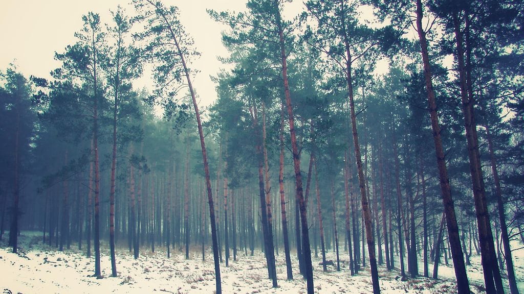 Mies menehtyi puiden kaadon aikana tapahtuneessa turmassa Savonlinnassa. Kuvituskuva.