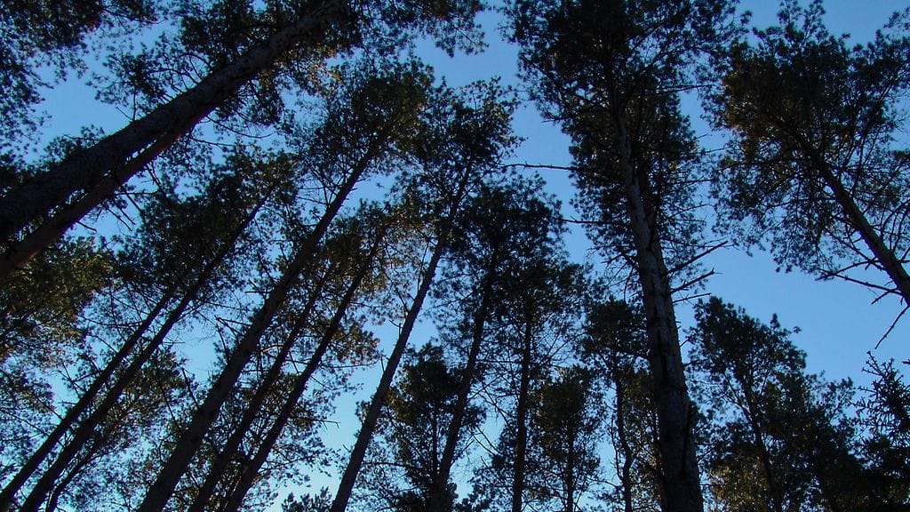 Syysmaisema (2)