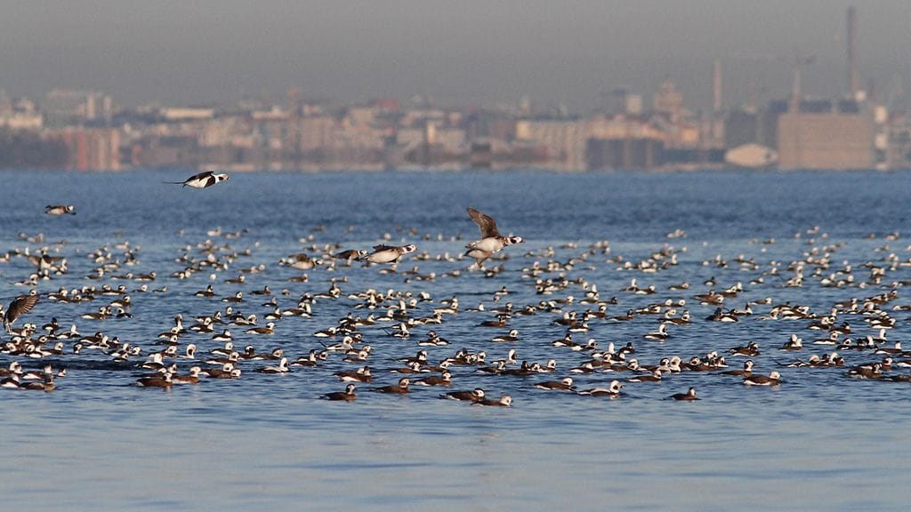 Allit, Helsingin edusta, alliparvi