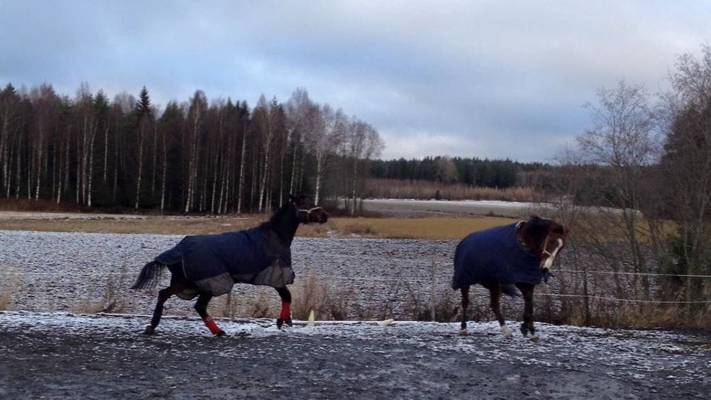 Arnold Halm ja Stora Lasse ottivat Porissa komean kaksoisvoiton. Yhteistyötä on harjoiteltu myös kotioloissa.