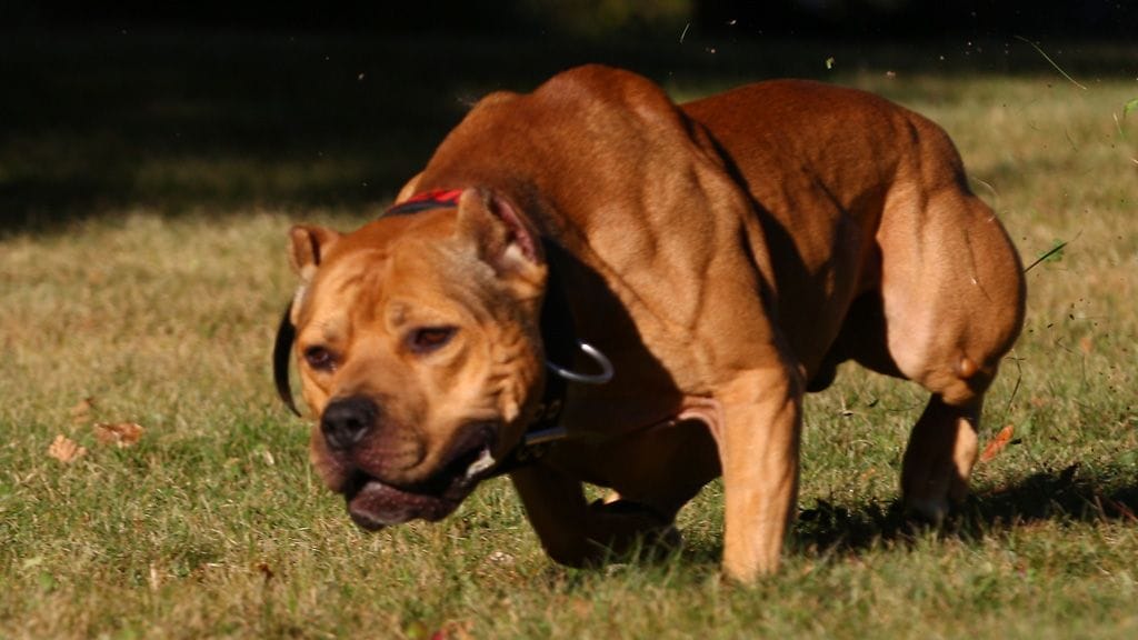 Kuvituskuva. Kuvan pitbull ei liity tapaukseen.