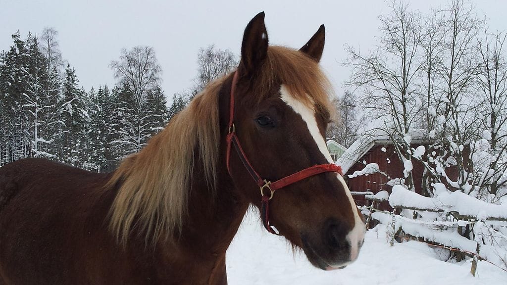 Yön Aavistus on taistelija – sen osoitti jo elämän ensimmäinen vuorokausi.