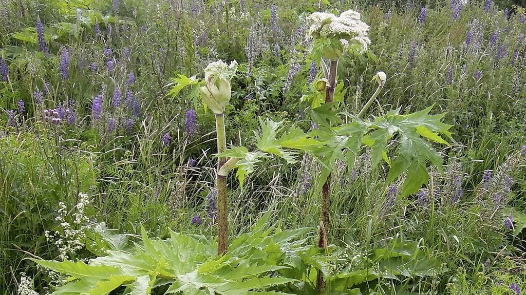 Vieraslajilla tarkoitetaan lajia, joka on tuotu luontaisen levinneisyysalueensa ulkopuolelle. Kuvassa jättiputki.