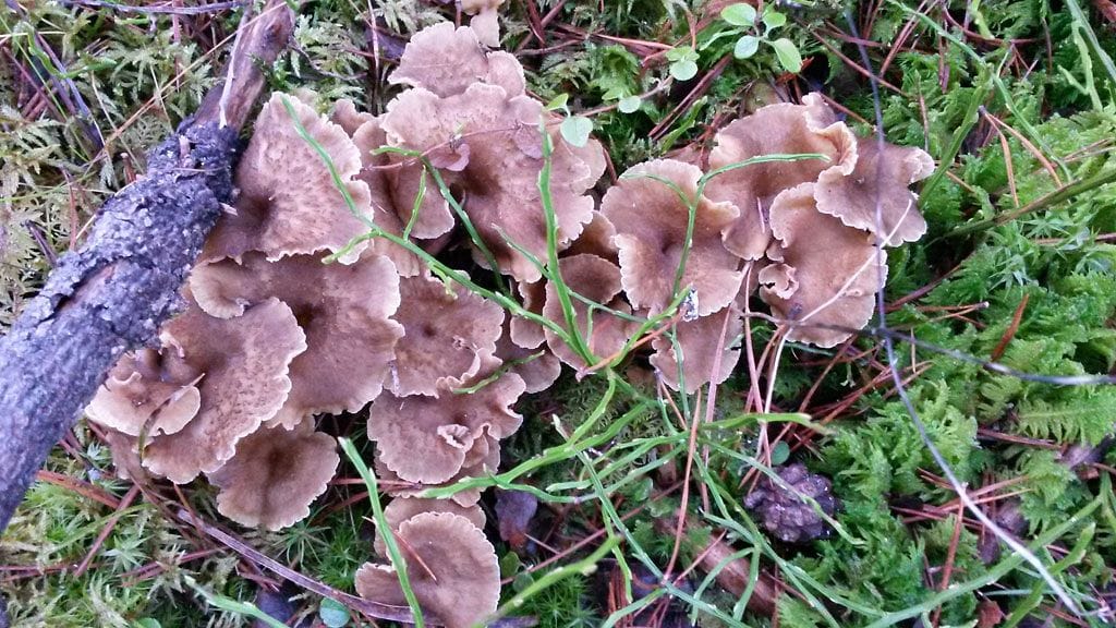 Suppilovahveroita voi kerätä lumen tuloon saakka.