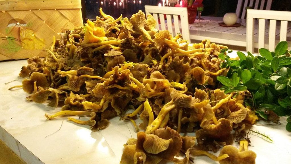 suppilovahvero sieni keräys joulukuu