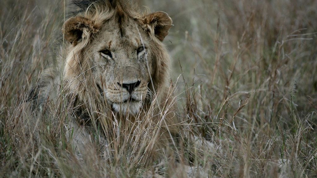 Arkistokuvassa leijonauros Masai Maran luonnonsuojelualueella 22. elokuuta 2008.