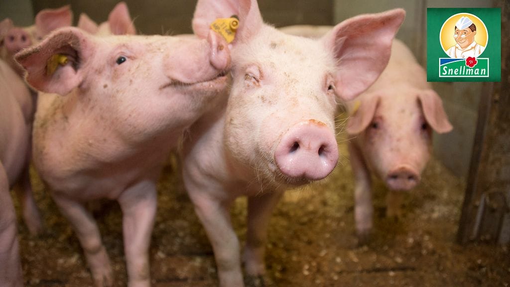 Snellman panostaa oman maatiaispossunsa hyvinvointiin.