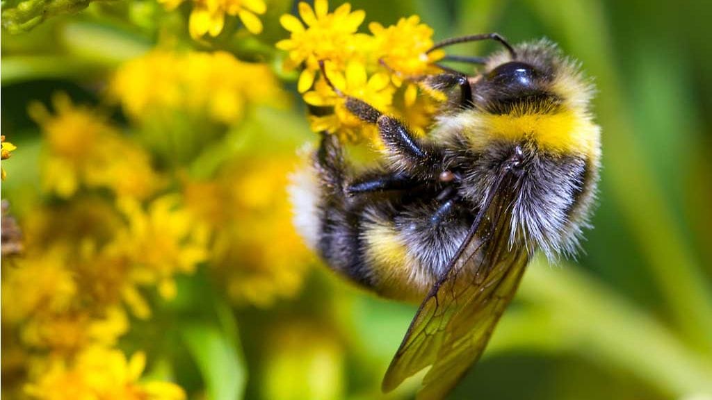 kulunut kesä on ollut hyvä kimalaisille / kuvituskuva