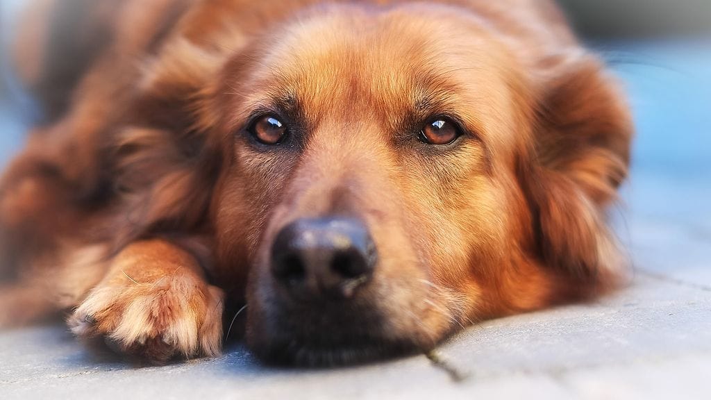 Tietääkö koira olevansa koira?