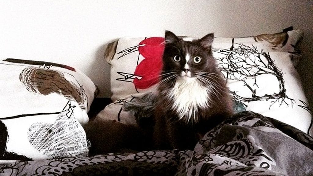 Sindi-kissasta lähtee huomattava määrä karvaa.