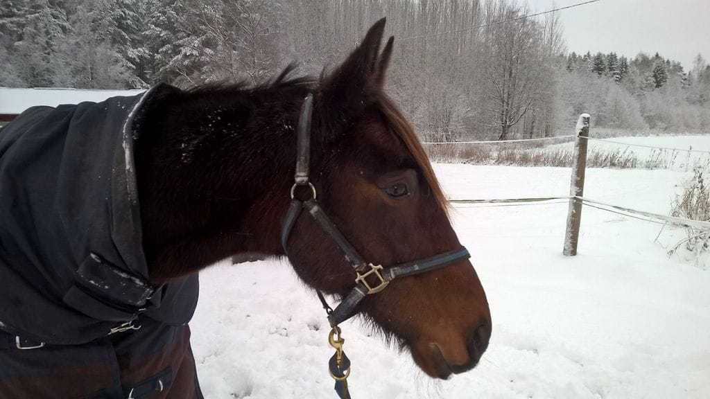 Steel Robo joutuu viettämään Oulun Toto4-kierrosta kotoa käsin loukkaantumisen takia.