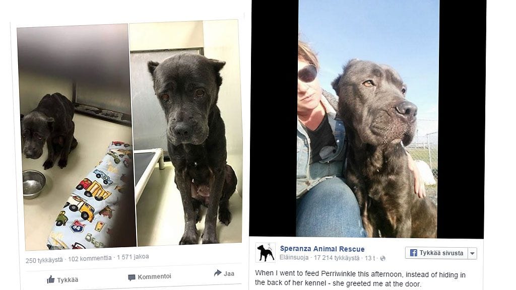 Kuvakaappaukset Facebookista.