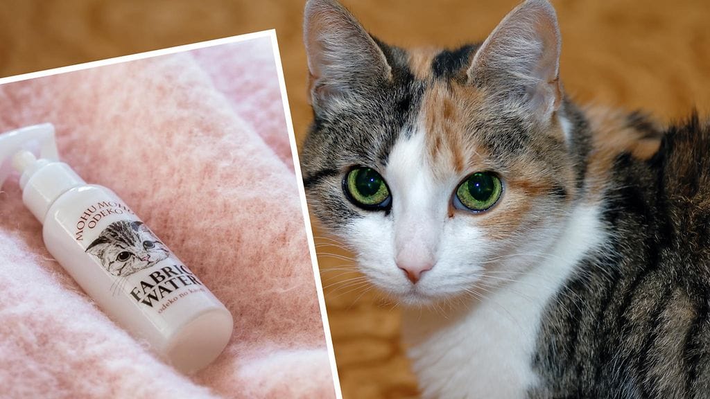 Tuoksuvatko kissat mielestäsi hyvälle?